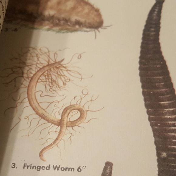 VINTAGE 1955 - A GOLDEN NATURE GUIDE - SEASHORES - Picture 9 of 11